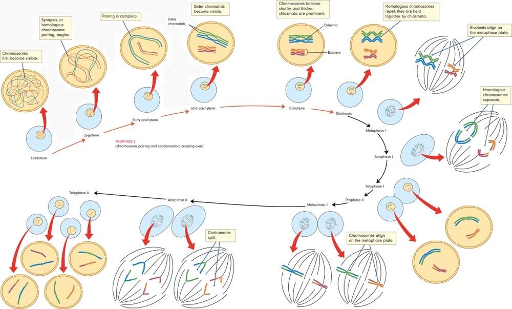 meiosis prophase 1 diagram