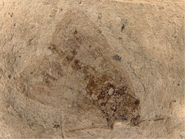 Fossils - Definition, Types and Formation | Biology Dictionary