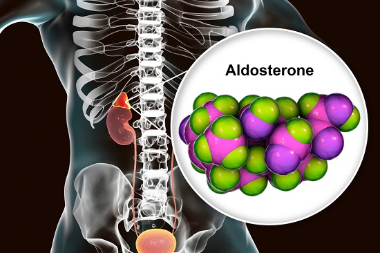 Aldosterone - Definition, Function and Quiz | Biology Dictionary