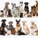 Artificial Selection Artificial selection