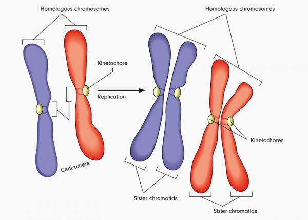 Metaphase I | Biology Dictionary