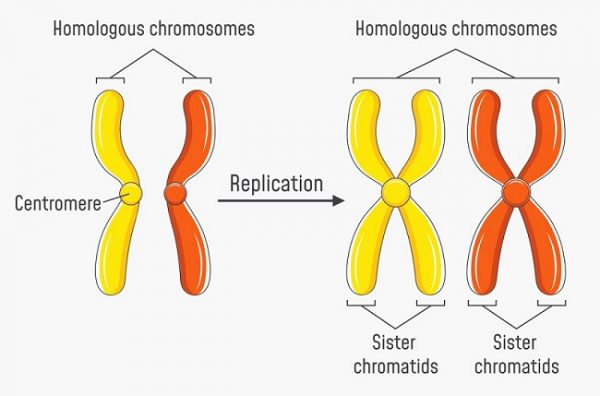 what chromosomes occurs with scids