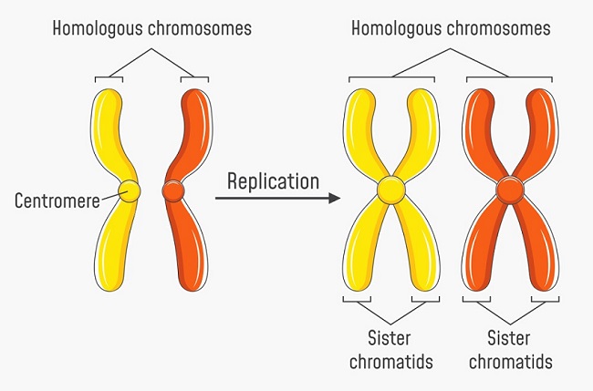 What Does Replicate Mean In Biology