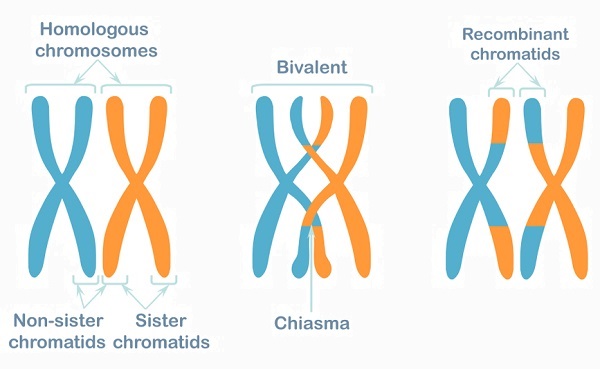 crossing over prophase 1