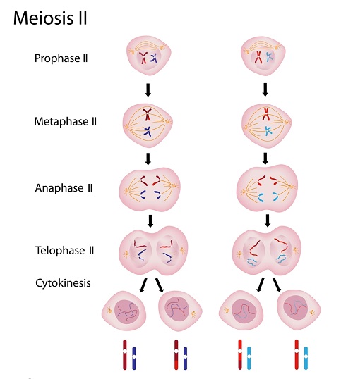 prophase 1 in meiosis