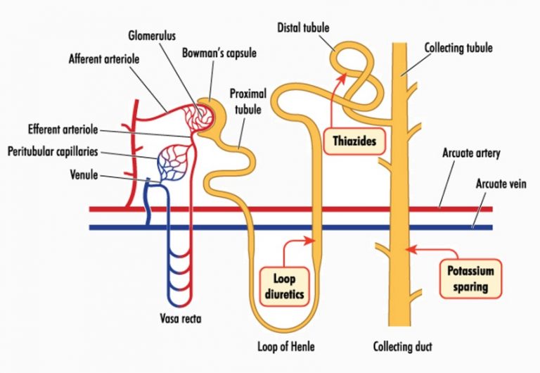 Aldosterone - Definition, Function and Quiz | Biology Dictionary