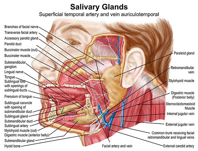 Submandibular Gland - The Definitive Guide | Biology Dictionary