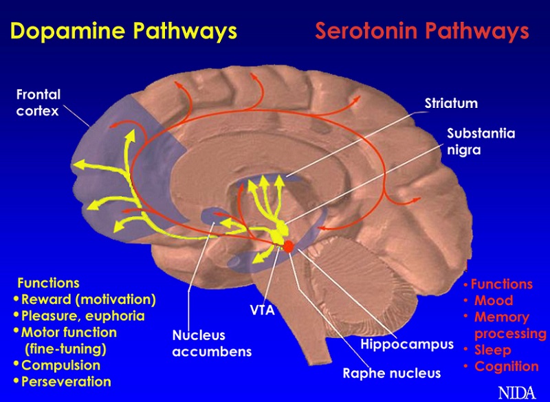 BCAAs affect dopamine and serotonin