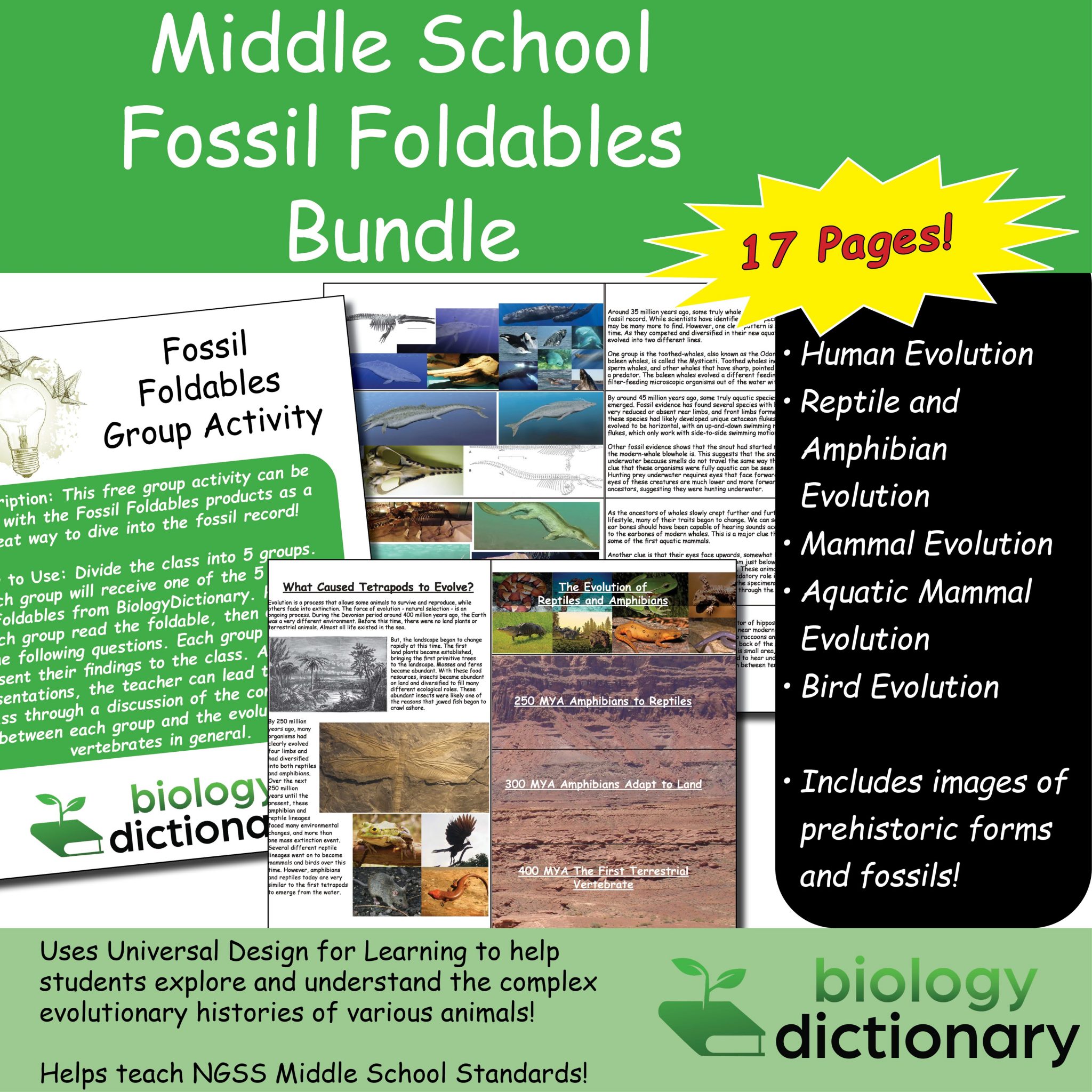 Fossil Foldables Bundle (Middle School) Biology Dictionary