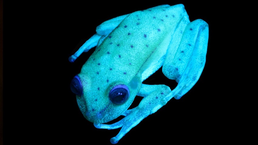 Glowing Frogs? You Bet! | Biology Dictionary