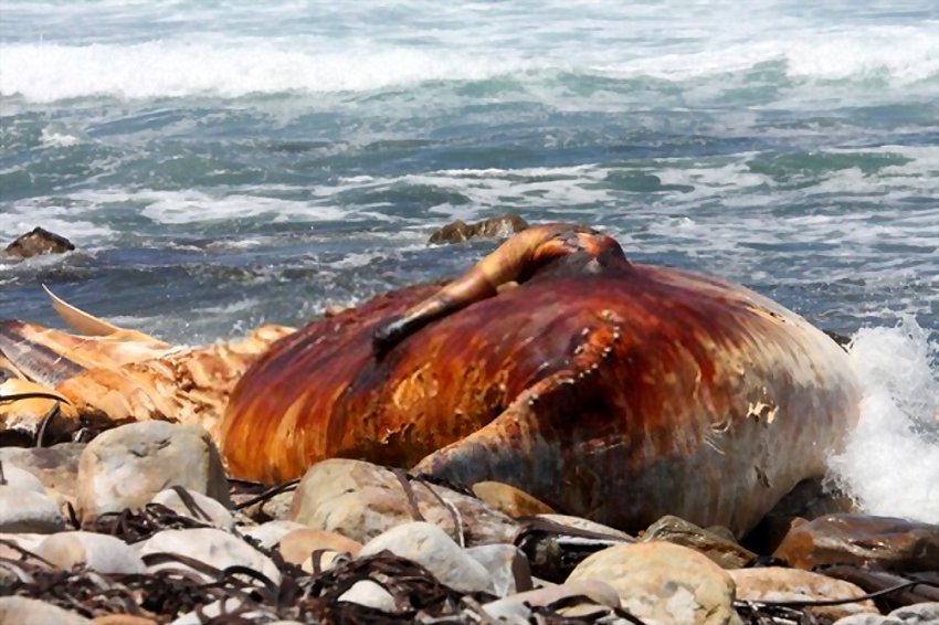 A whale that has died due to toxins in an algal bloom.