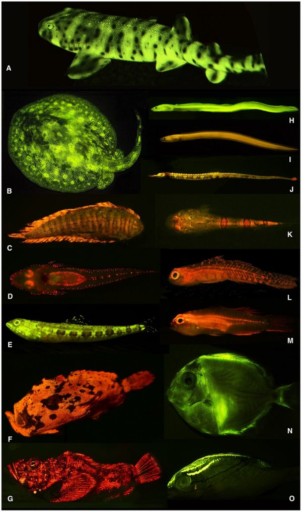 Glowing Frogs? You Bet!