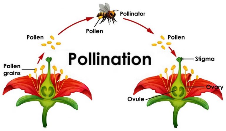 Baby Bees and Pesticides: Bad News for the Environment | Biology Dictionary