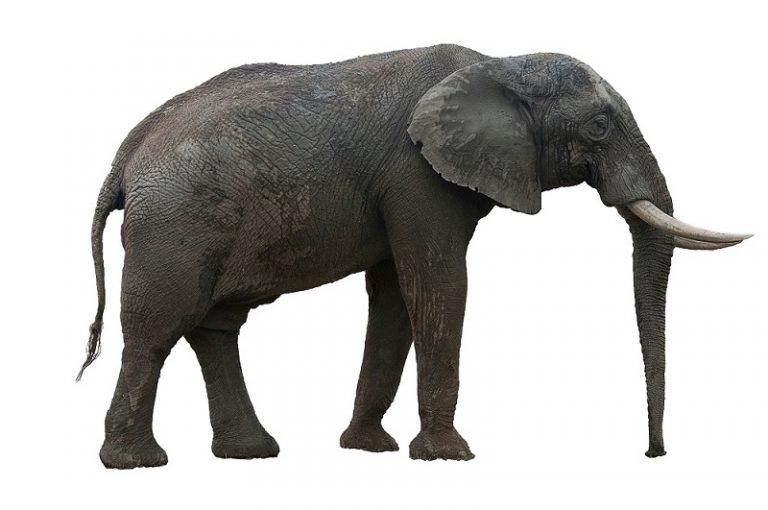 African Elephant - Facts and Beyond | Biology Dictionary