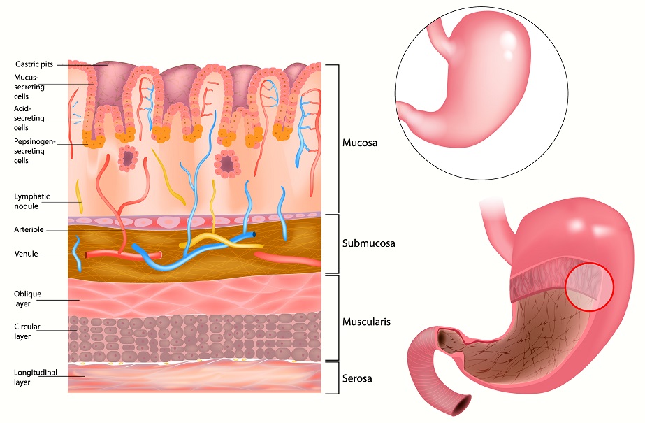 hydrochloric acid in the stomach