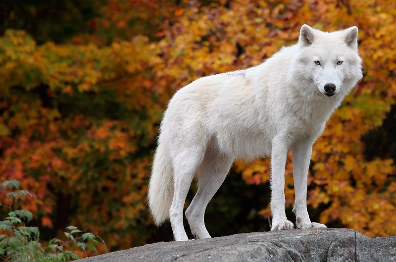 Arctic Wolf - Facts and Beyond | Biology Dictionary