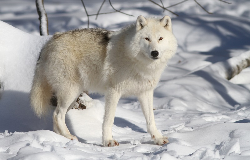 Arctic wolf a wild animal