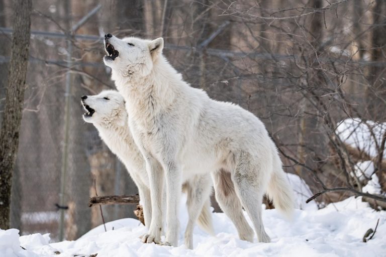 Arctic Wolf Facts And Beyond Biology Dictionary