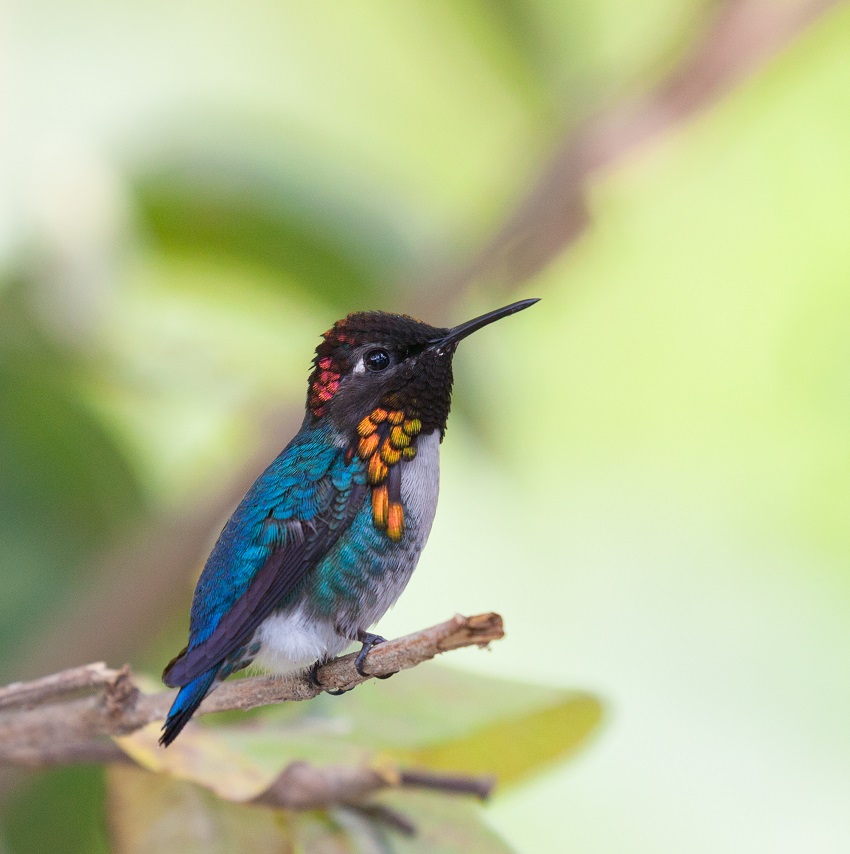 The Bee Hummingbird, which is the same size as the world's smallest dinosaur!