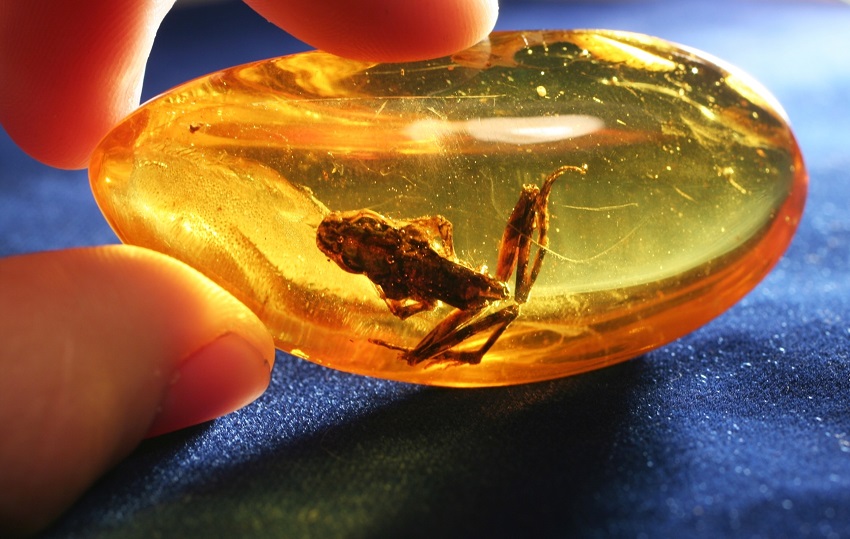 A fossilized frog, well preserved in amber.