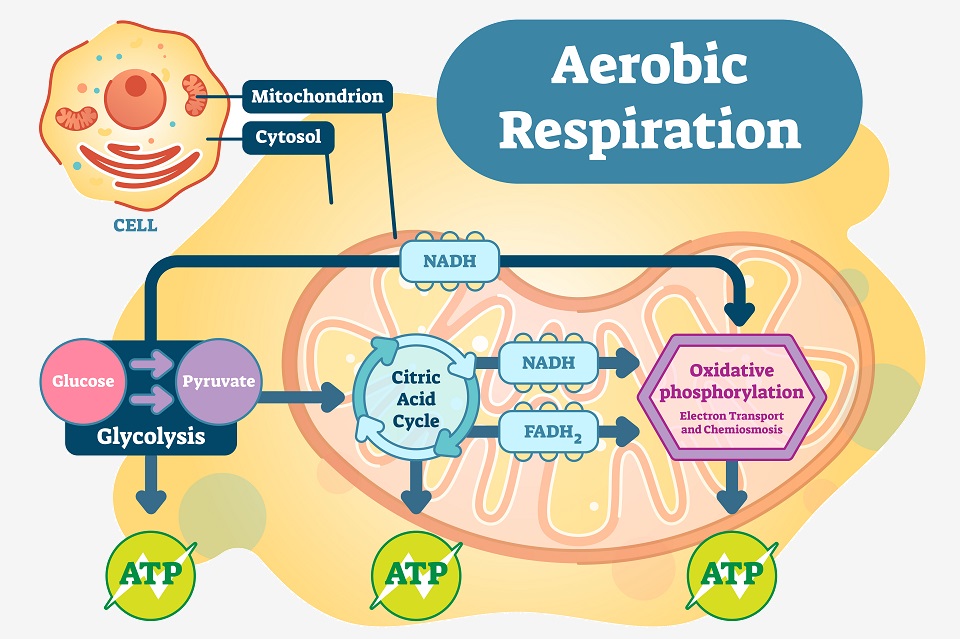 18+ Cellular Respiration Process Diagram