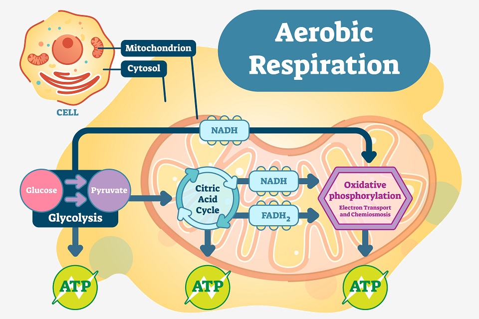 What Are The Example Of Aerobic Cellular Respiration