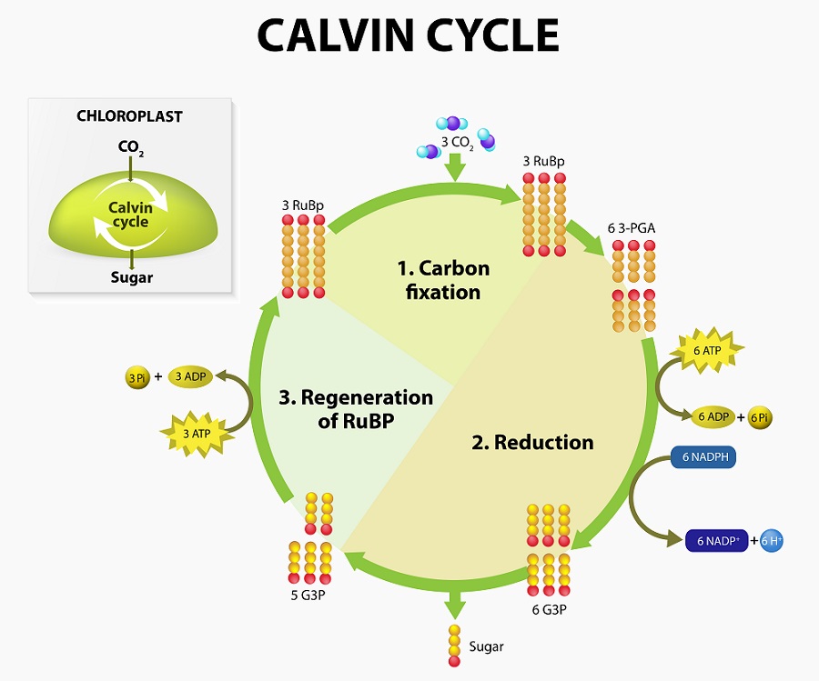 inputs and outputs of the two stages of photosynthesis