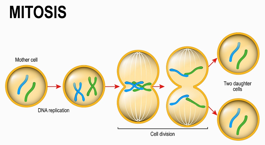 Duplication Division And Differentiation