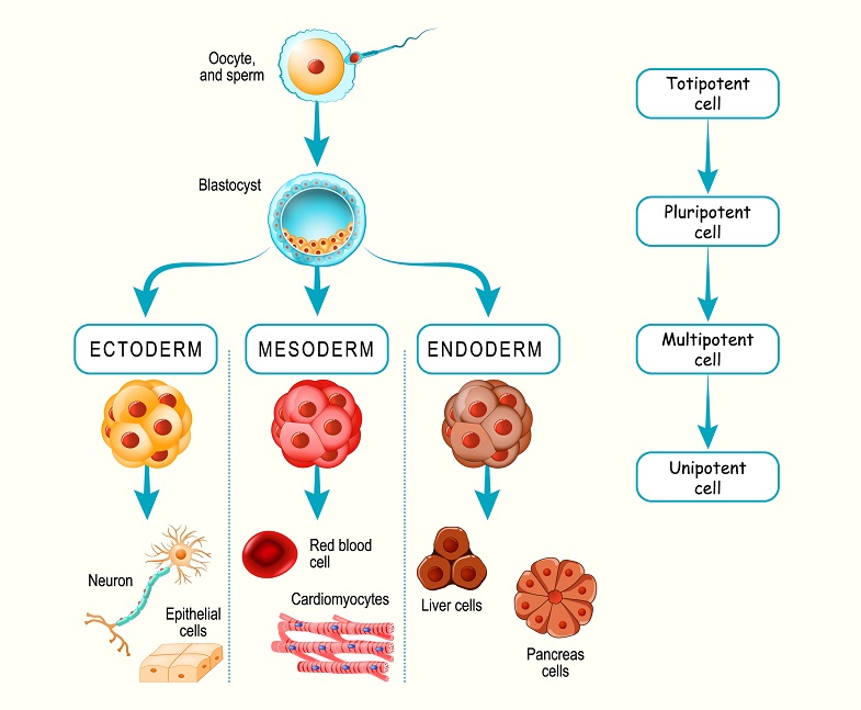 What Is Differentiation In Biology Simple