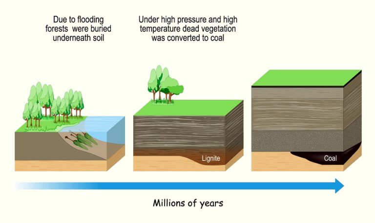 [LS2-5] The Carbon Cycle, Photosynthesis and Respiration | Biology ...