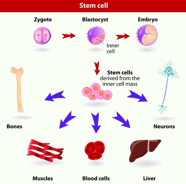 [LS1-4] Cellular Division and Differentiation | Biology Dictionary