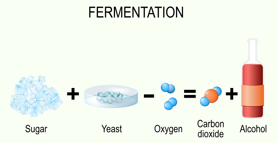 Fermentation Process Diagram