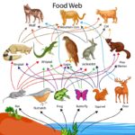 [LS1-5] Photosynthesis Modeling | Biology Dictionary