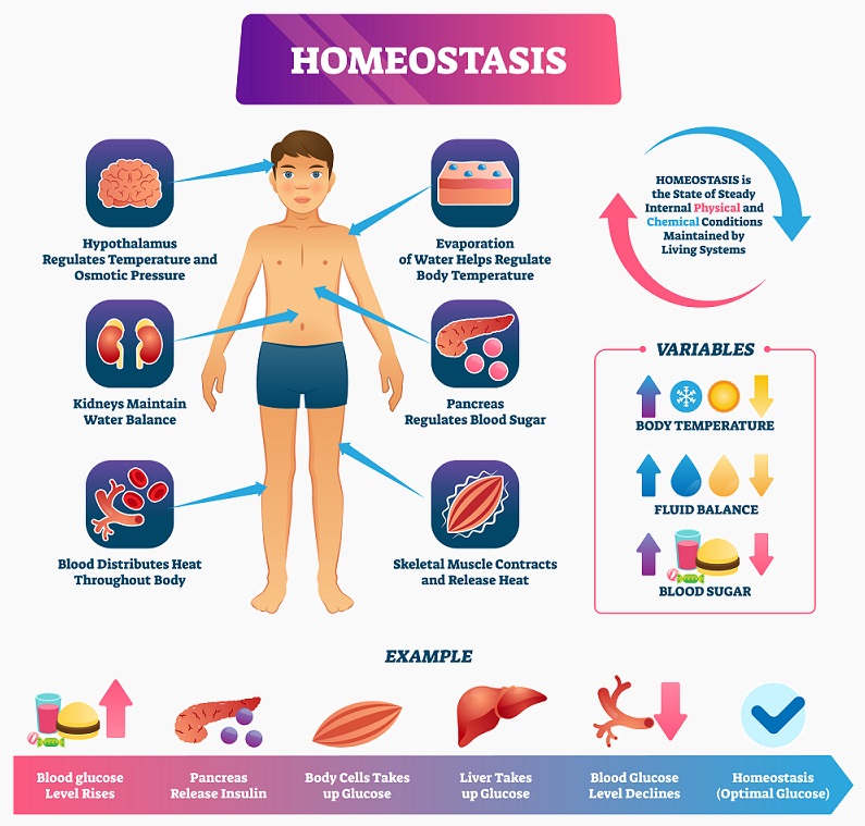 essay about the importance of homeostasis within the human body