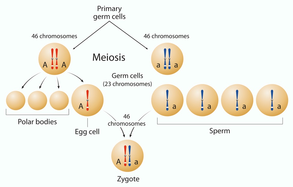 LS3-1 DNA and Chromosomes in Inheritance | Biology ...