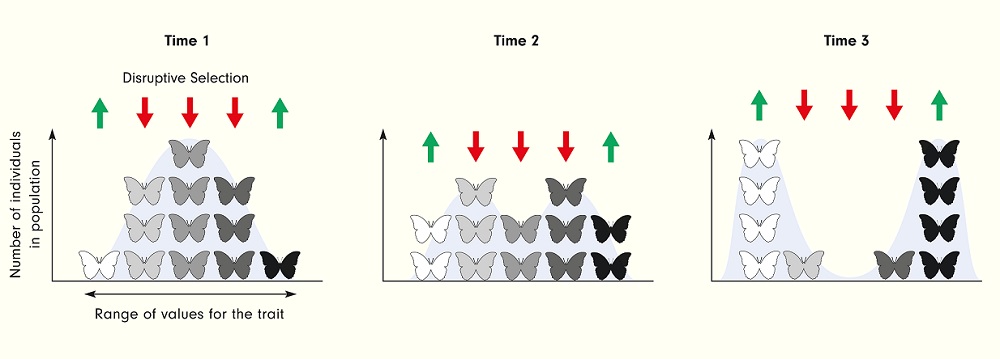 stabilizing selection example in animals