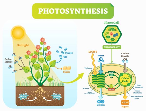 [LS1-5] Photosynthesis Modeling | Biology Dictionary