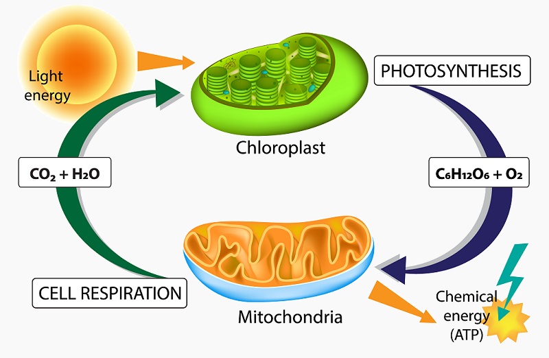 Energy Flow Diagram For Photosynthesis