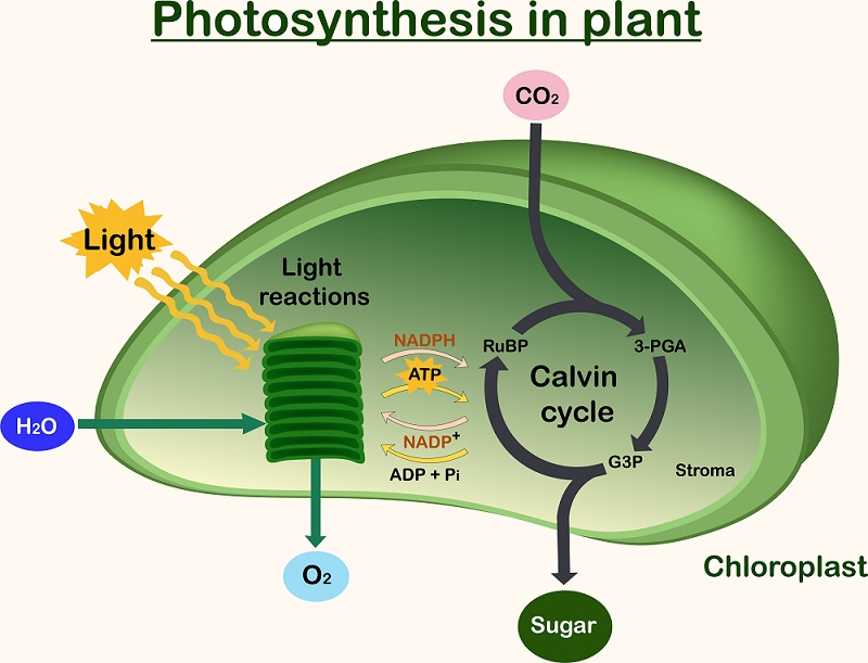 plant photosynthesis diagram
