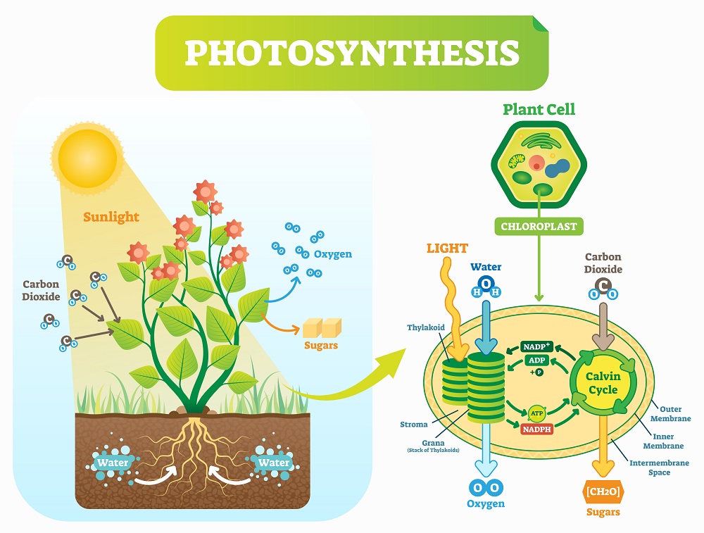 labeled diagram for photosynthesis