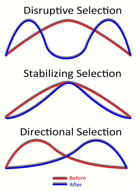 Selection types