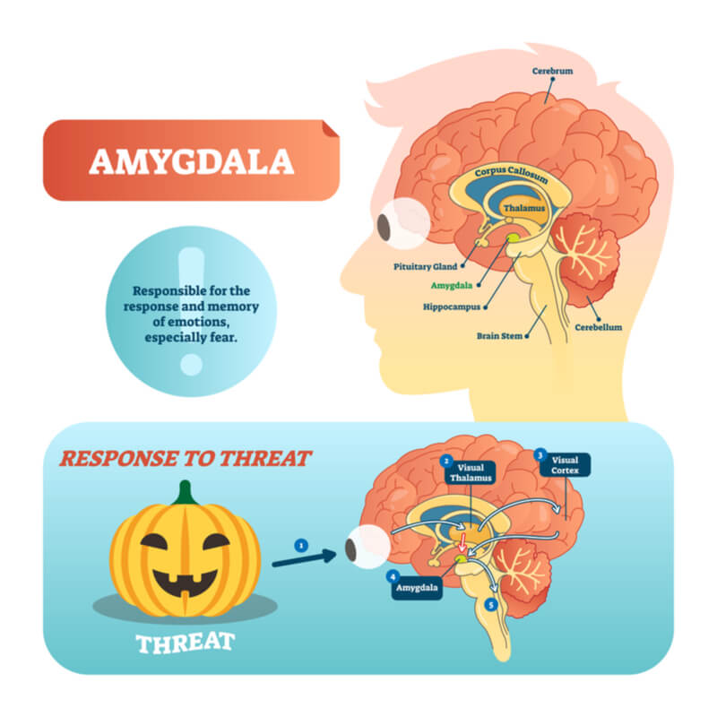 limbic system and emotion