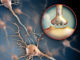 Axon Terminal - The Definitive Guide | Biology Dictionary