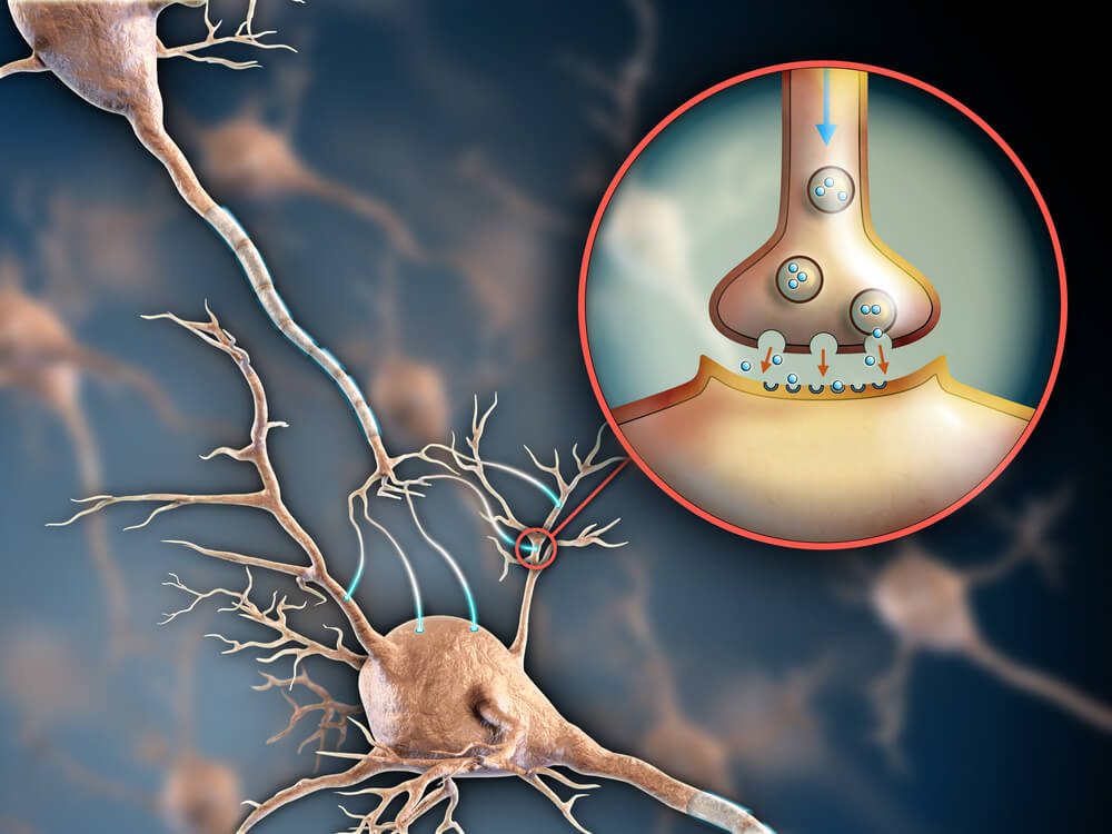 What Do Axon Terminals Connect To In Interneurons