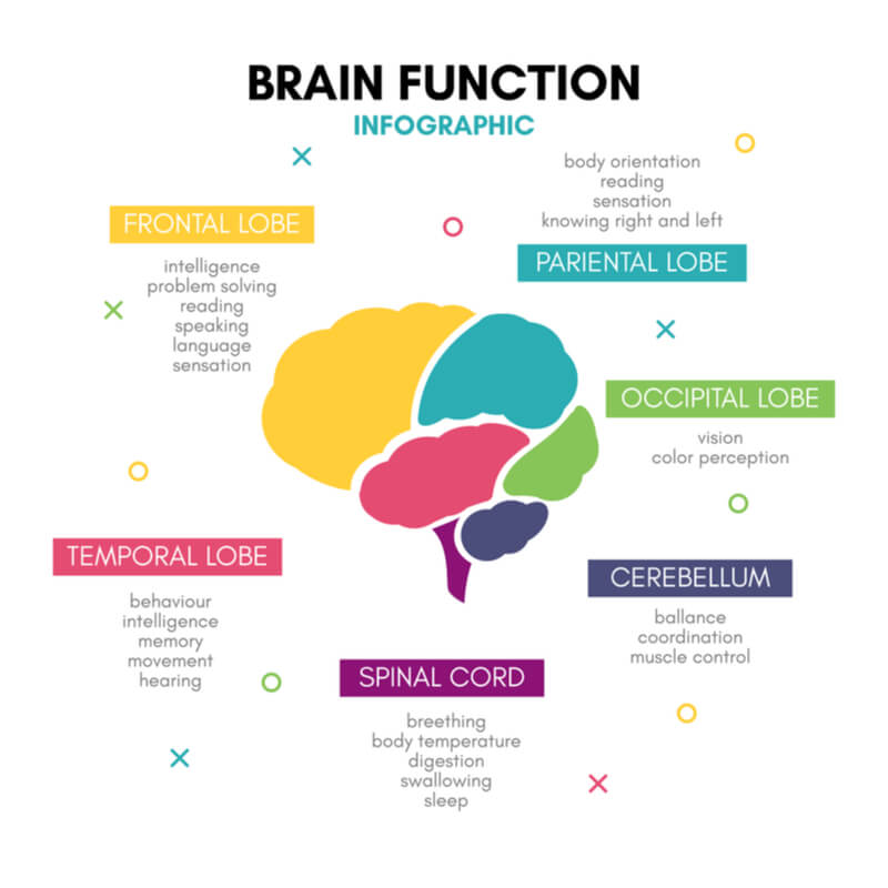 What Is The Limbic System? Definition, Parts, And Functions