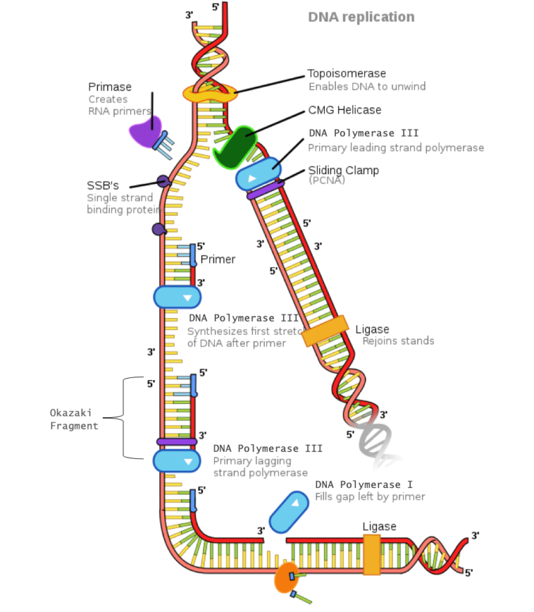 DNA Replication - The Definitive Guide | Biology Dictionary