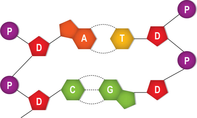 Adenine nucleotide pairs with thymine and cytosine nucleotide pairing with guanine