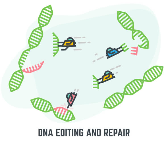 Cartoon of four repair proteins removing fixing red mistakes on four DNA segments