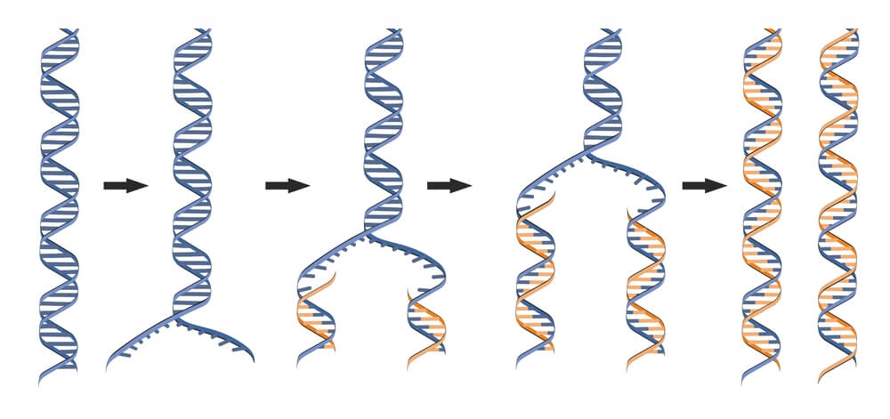 dna replication model