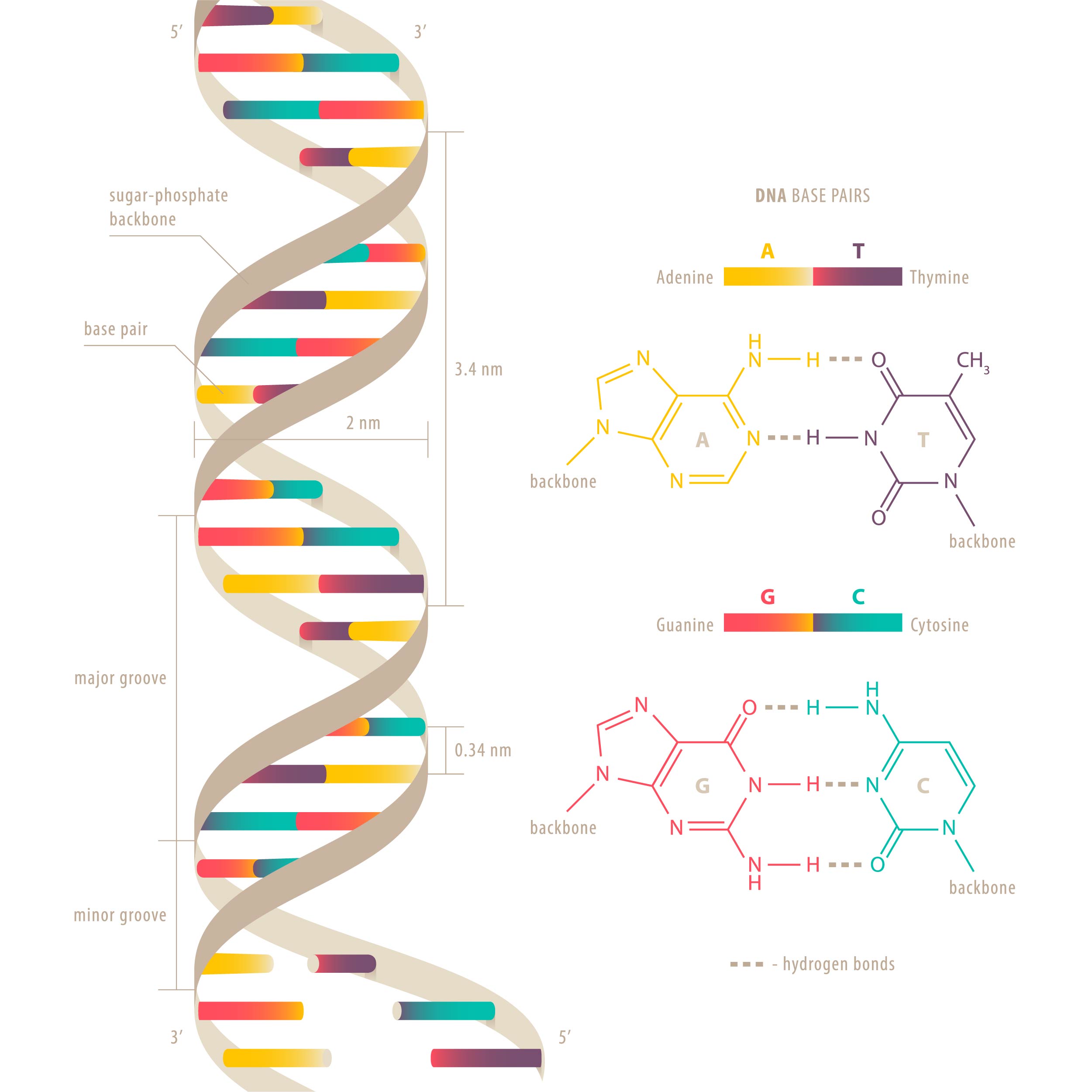 DNA Double Helix Labeled Diagram